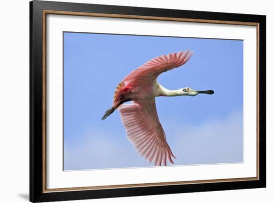 Roseate Spoonbill in Flight-null-Framed Photographic Print