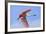 Roseate Spoonbill in Flight-null-Framed Photographic Print