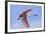 Roseate Spoonbill in Flight-null-Framed Photographic Print