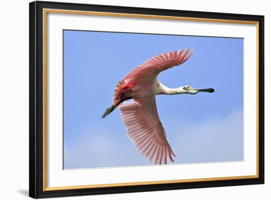 Roseate Spoonbill in Flight-null-Framed Photographic Print