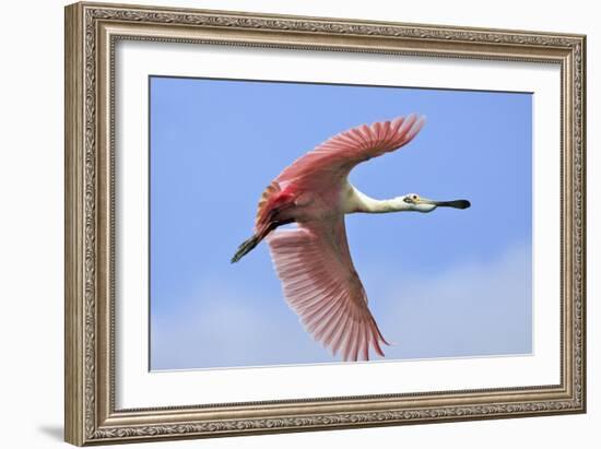 Roseate Spoonbill in Flight-null-Framed Photographic Print