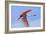 Roseate Spoonbill in Flight-null-Framed Photographic Print