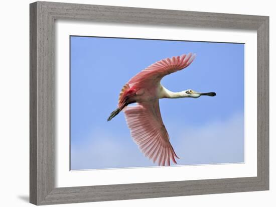 Roseate Spoonbill in Flight-null-Framed Photographic Print