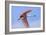 Roseate Spoonbill in Flight-null-Framed Photographic Print