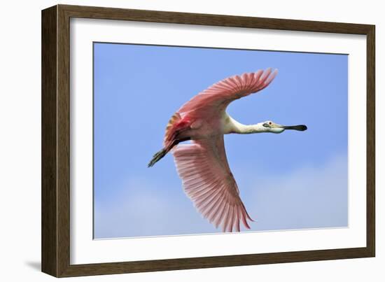 Roseate Spoonbill in Flight-null-Framed Photographic Print