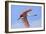 Roseate Spoonbill in Flight-null-Framed Photographic Print