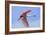 Roseate Spoonbill in Flight-null-Framed Photographic Print