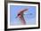 Roseate Spoonbill in Flight-null-Framed Photographic Print