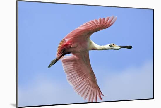 Roseate Spoonbill in Flight-null-Mounted Photographic Print