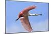 Roseate Spoonbill in Flight-null-Mounted Photographic Print