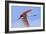 Roseate Spoonbill in Flight-null-Framed Photographic Print