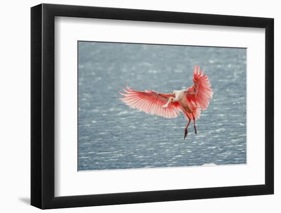 Roseate spoonbill landing, Merritt Island National Wildlife Refuge, Florida-Adam Jones-Framed Photographic Print