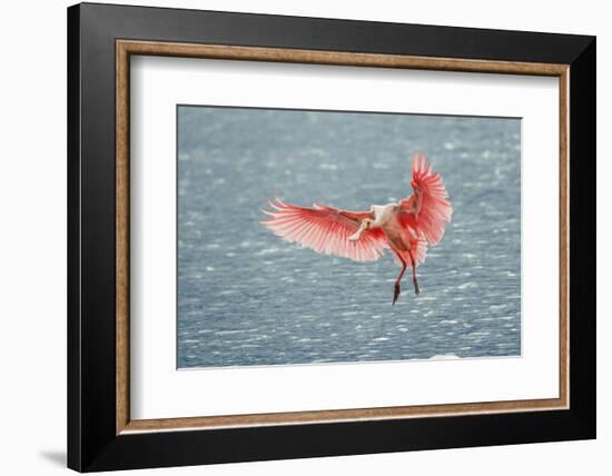 Roseate spoonbill landing, Merritt Island National Wildlife Refuge, Florida-Adam Jones-Framed Photographic Print