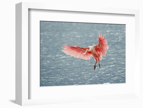 Roseate spoonbill landing, Merritt Island National Wildlife Refuge, Florida-Adam Jones-Framed Photographic Print