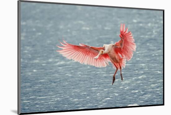 Roseate spoonbill landing, Merritt Island National Wildlife Refuge, Florida-Adam Jones-Mounted Photographic Print