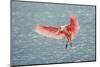 Roseate spoonbill landing, Merritt Island National Wildlife Refuge, Florida-Adam Jones-Mounted Photographic Print