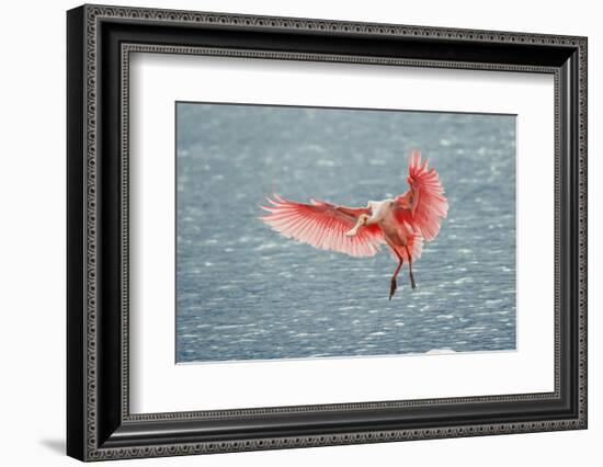 Roseate spoonbill landing, Merritt Island National Wildlife Refuge, Florida-Adam Jones-Framed Photographic Print