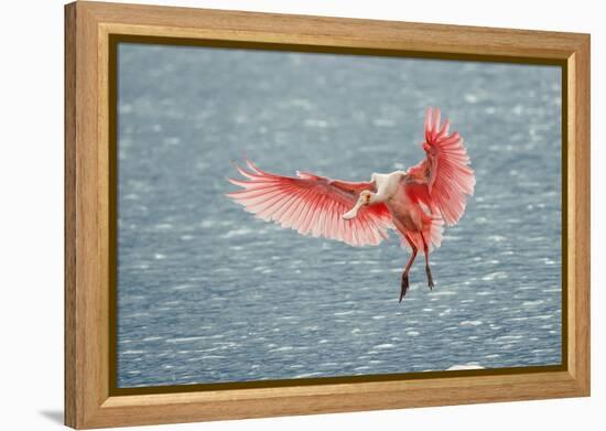 Roseate spoonbill landing, Merritt Island National Wildlife Refuge, Florida-Adam Jones-Framed Premier Image Canvas