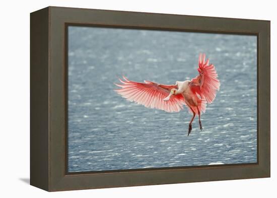 Roseate spoonbill landing, Merritt Island National Wildlife Refuge, Florida-Adam Jones-Framed Premier Image Canvas