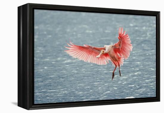 Roseate spoonbill landing, Merritt Island National Wildlife Refuge, Florida-Adam Jones-Framed Premier Image Canvas