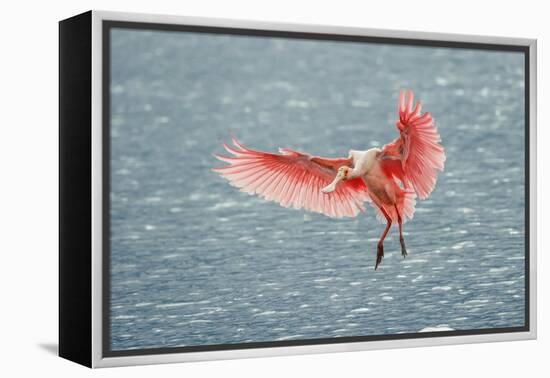 Roseate spoonbill landing, Merritt Island National Wildlife Refuge, Florida-Adam Jones-Framed Premier Image Canvas