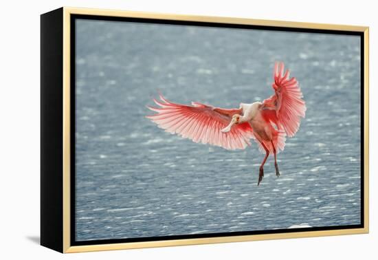 Roseate spoonbill landing, Merritt Island National Wildlife Refuge, Florida-Adam Jones-Framed Premier Image Canvas