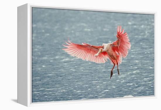 Roseate spoonbill landing, Merritt Island National Wildlife Refuge, Florida-Adam Jones-Framed Premier Image Canvas