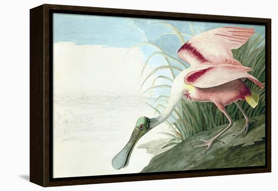 Roseate Spoonbill, Platalea Ajaja, from the Birds of America by John J. Audubon, Pub. 1827-38 (Hand-John James Audubon-Framed Premier Image Canvas