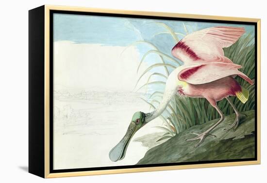 Roseate Spoonbill, Platalea Ajaja, from the Birds of America by John J. Audubon, Pub. 1827-38 (Hand-John James Audubon-Framed Premier Image Canvas