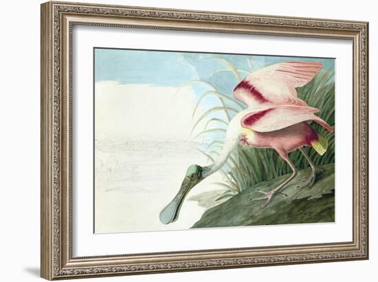 Roseate Spoonbill, Platalea Ajaja, from the Birds of America by John J. Audubon, Pub. 1827-38 (Hand-John James Audubon-Framed Giclee Print