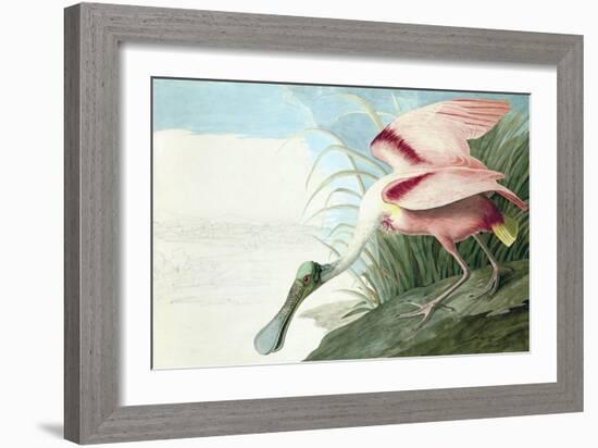 Roseate Spoonbill, Platalea Ajaja, from the Birds of America by John J. Audubon, Pub. 1827-38 (Hand-John James Audubon-Framed Giclee Print