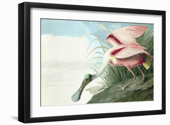 Roseate Spoonbill, Platalea Ajaja, from the Birds of America by John J. Audubon, Pub. 1827-38 (Hand-John James Audubon-Framed Giclee Print