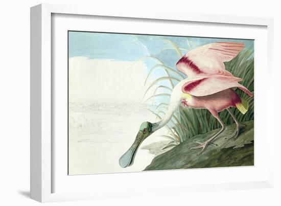 Roseate Spoonbill, Platalea Ajaja, from the Birds of America by John J. Audubon, Pub. 1827-38 (Hand-John James Audubon-Framed Giclee Print