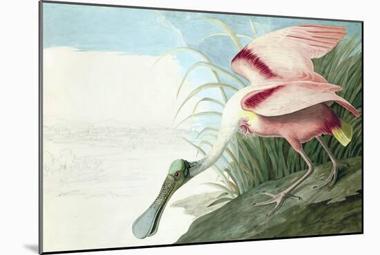 Roseate Spoonbill, Platalea Ajaja, from the Birds of America by John J. Audubon, Pub. 1827-38 (Hand-John James Audubon-Mounted Giclee Print