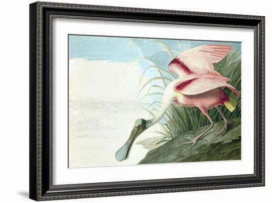 Roseate Spoonbill, Platalea Ajaja, from the Birds of America by John J. Audubon, Pub. 1827-38 (Hand-John James Audubon-Framed Giclee Print