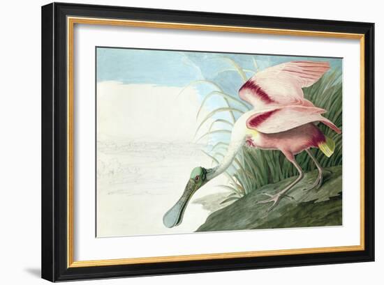 Roseate Spoonbill, Platalea Ajaja, from the Birds of America by John J. Audubon, Pub. 1827-38 (Hand-John James Audubon-Framed Giclee Print