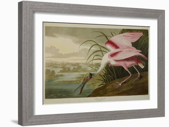 Roseate Spoonbill (Platalea Ajaja)-Henry Thomas Alken-Framed Giclee Print