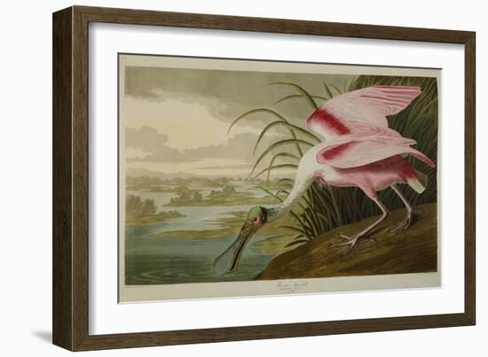 Roseate Spoonbill (Platalea Ajaja)-Henry Thomas Alken-Framed Giclee Print