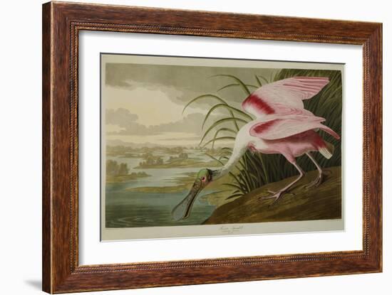 Roseate Spoonbill (Platalea Ajaja)-Henry Thomas Alken-Framed Giclee Print