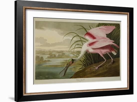 Roseate Spoonbill (Platalea Ajaja)-Henry Thomas Alken-Framed Giclee Print