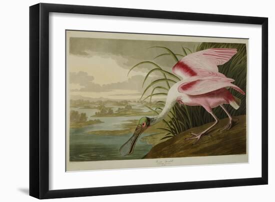 Roseate Spoonbill (Platalea Ajaja)-Henry Thomas Alken-Framed Giclee Print