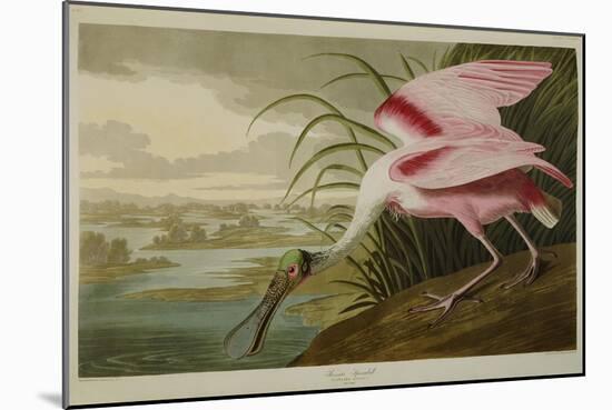 Roseate Spoonbill (Platalea Ajaja)-Henry Thomas Alken-Mounted Giclee Print