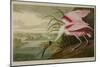 Roseate Spoonbill (Platalea Ajaja)-Henry Thomas Alken-Mounted Giclee Print