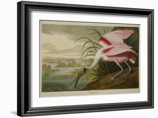 Roseate Spoonbill (Platalea Ajaja)-Henry Thomas Alken-Framed Giclee Print