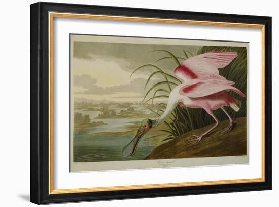 Roseate Spoonbill (Platalea Ajaja)-Henry Thomas Alken-Framed Giclee Print