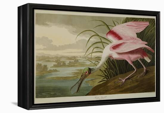 Roseate Spoonbill (Platalea Ajaja)-Henry Thomas Alken-Framed Premier Image Canvas