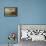 Roseate Spoonbill (Platalea Ajaja)-Henry Thomas Alken-Framed Premier Image Canvas displayed on a wall