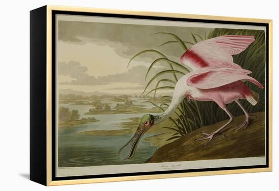 Roseate Spoonbill (Platalea Ajaja)-Henry Thomas Alken-Framed Premier Image Canvas