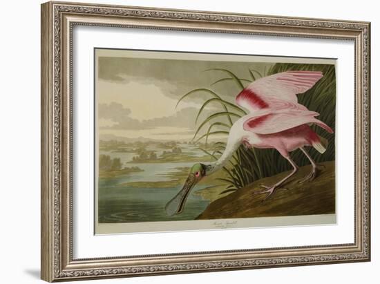 Roseate Spoonbill (Platalea Ajaja)-Henry Thomas Alken-Framed Giclee Print