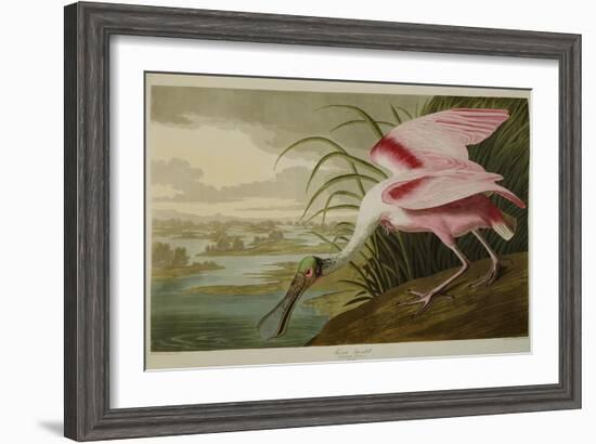 Roseate Spoonbill (Platalea Ajaja)-Henry Thomas Alken-Framed Giclee Print